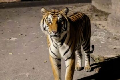 Lakhimpur - Lakhimpur Kheri News: संपूर्णानगर चीनी मिल में जीएम आवास के सामने पहुंचा बाघ, दहशत का माहौल