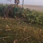 Lakhimpur - Lakhimpur Kheri: सालभर की दहशत खत्म, बकरी के लालच में पिंजरे में फंसा तेंदुआ