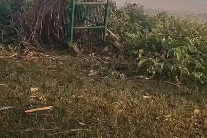 Lakhimpur - Lakhimpur Kheri: सालभर की दहशत खत्म, बकरी के लालच में पिंजरे में फंसा तेंदुआ