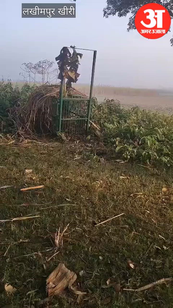 Lakhimpur - Lakhimpur Kheri: सालभर की दहशत खत्म, बकरी के लालच में पिंजरे में फंसा तेंदुआ