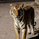 Lakhimpur - Lakhimpur Kheri News: संपूर्णानगर चीनी मिल में जीएम आवास के सामने पहुंचा बाघ, दहशत का माहौल