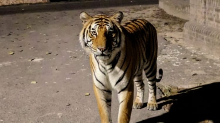 Lakhimpur - Lakhimpur Kheri News: संपूर्णानगर चीनी मिल में जीएम आवास के सामने पहुंचा बाघ, दहशत का माहौल