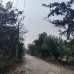 Bareilly - Bareilly News: हरियाली पर चलेगी आरी, पांच सड़कों के चौड़ीकरण के लिए काटे जाएंगे दो हजार से अधिक पेड़