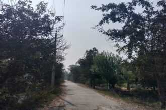 Bareilly - Bareilly News: हरियाली पर चलेगी आरी, पांच सड़कों के चौड़ीकरण के लिए काटे जाएंगे दो हजार से अधिक पेड़