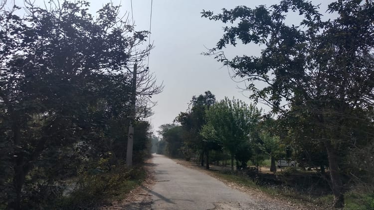 Bareilly - Bareilly News: हरियाली पर चलेगी आरी, पांच सड़कों के चौड़ीकरण के लिए काटे जाएंगे दो हजार से अधिक पेड़