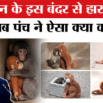 Japan - Japan Viral Monkey Punch Story in Hindi: एक बंदर से कैसे हार गया चीन?