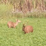 Lakhimpur - Lakhimpur Kheri News: शेरपुर के खेतों में बारहसिंगा-हिरन की चहलकदमी, देखने उमड़े ग्रामीण