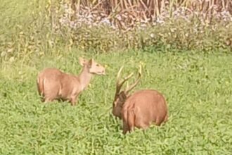 Lakhimpur - Lakhimpur Kheri News: शेरपुर के खेतों में बारहसिंगा-हिरन की चहलकदमी, देखने उमड़े ग्रामीण