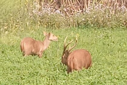 Lakhimpur - Lakhimpur Kheri News: शेरपुर के खेतों में बारहसिंगा-हिरन की चहलकदमी, देखने उमड़े ग्रामीण