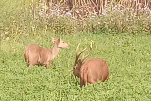 Lakhimpur - Lakhimpur Kheri News: शेरपुर के खेतों में बारहसिंगा-हिरन की चहलकदमी, देखने उमड़े ग्रामीण