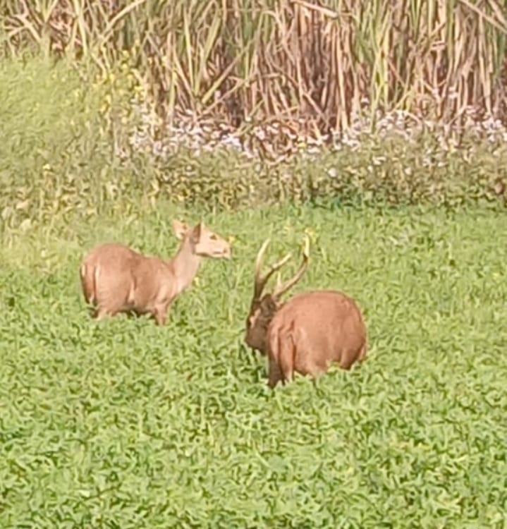 Lakhimpur - Lakhimpur Kheri News: शेरपुर के खेतों में बारहसिंगा-हिरन की चहलकदमी, देखने उमड़े ग्रामीण
