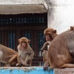 High - High Court : सरकार बताए- बंदरों के बढ़ते उत्पात को रोकने के लिए जिलों में क्या कार्ययोजना है