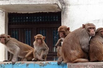 High - High Court : सरकार बताए- बंदरों के बढ़ते उत्पात को रोकने के लिए जिलों में क्या कार्ययोजना है