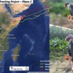 Falcon - Falcon Training: प्रोजेक्ट का दूसरा फेज जारी, महज दस दिनों में मणिपुर से अफ्रीकी देश पहुंचे तीनों अमूर फाल्कन