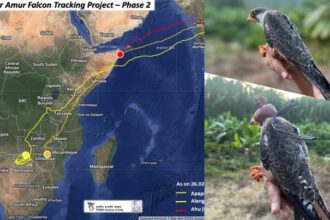 Falcon - Falcon Training: प्रोजेक्ट का दूसरा फेज जारी, महज दस दिनों में मणिपुर से अफ्रीकी देश पहुंचे तीनों अमूर फाल्कन