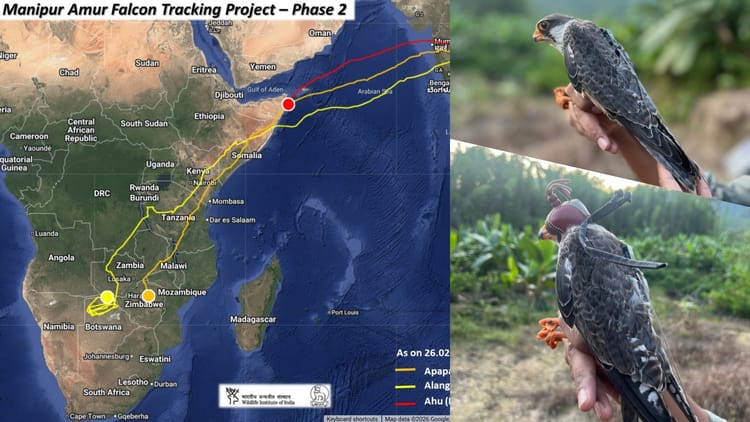 Falcon - Falcon Training: प्रोजेक्ट का दूसरा फेज जारी, महज दस दिनों में मणिपुर से अफ्रीकी देश पहुंचे तीनों अमूर फाल्कन