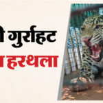 Video: - Video: मुरादाबाद में तेंदुए की दहाड़ से टूटी लोगों की नींद, छतों पर दौड़ा खौफ, पांच घंटे तक बाथरूम में रहा बंद