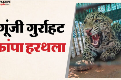 Video: - Video: मुरादाबाद में तेंदुए की दहाड़ से टूटी लोगों की नींद, छतों पर दौड़ा खौफ, पांच घंटे तक बाथरूम में रहा बंद