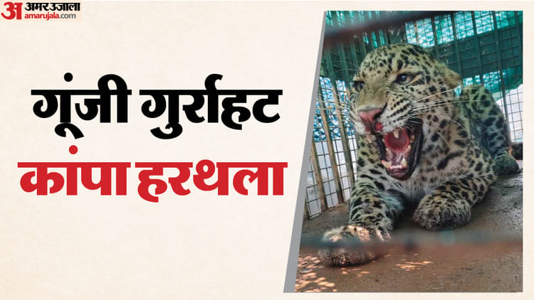 Video: - Video: मुरादाबाद में तेंदुए की दहाड़ से टूटी लोगों की नींद, छतों पर दौड़ा खौफ, पांच घंटे तक बाथरूम में रहा बंद