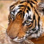 वन्य - वन्य जीव: बदल रहा बाघों का व्यवहार, इंसानी दबाव से बढ़ा टकराव; लगातार बढ़ रहे हमले, पिछले साल 43 लोग हुए शिकार