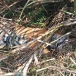 Lakhimpur - Lakhimpur Kheri: गोला रेंज में गन्ने के खेत में मिला बाघ का शव, पशु चिकित्सकों के पैनल ने किया पोस्टमॉर्टम