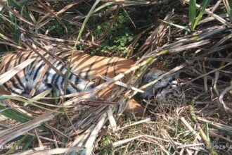 Lakhimpur - Lakhimpur Kheri: गोला रेंज में गन्ने के खेत में मिला बाघ का शव, पशु चिकित्सकों के पैनल ने किया पोस्टमॉर्टम