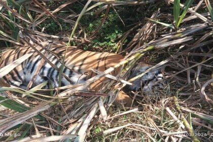 Lakhimpur - Lakhimpur Kheri: गोला रेंज में गन्ने के खेत में मिला बाघ का शव, पशु चिकित्सकों के पैनल ने किया पोस्टमॉर्टम