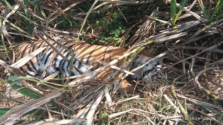 Lakhimpur - Lakhimpur Kheri: गोला रेंज में गन्ने के खेत में मिला बाघ का शव, पशु चिकित्सकों के पैनल ने किया पोस्टमॉर्टम