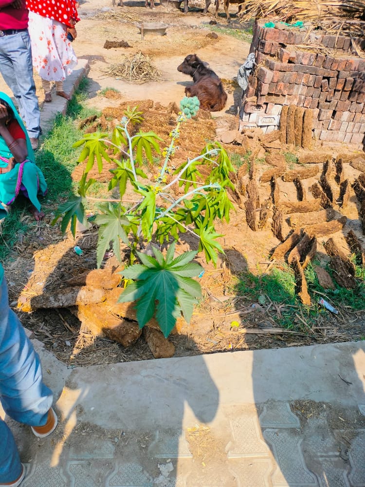 Lakhimpur - Lakhimpur Kheri News: बुंधेली नानकार में प्रशासन ने होली रखवाकर निपटवाया विवाद