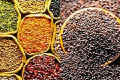 आंकड़ा: - आंकड़ा: गर्मी की फसलों का कुल रकबा घटा, पर दलहन व तिलहन का बुवाई रकबा बढ़ा; 0.31 लाख हेक्टेयर में बोया बाजरा