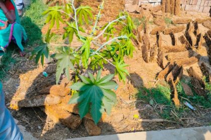 Lakhimpur - Lakhimpur Kheri News: बुंधेली नानकार में प्रशासन ने होली रखवाकर निपटवाया विवाद