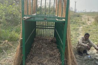 Lakhimpur - Lakhimpur Kheri News: तेंदुए के हमले में किशोर की मौत