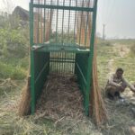 Lakhimpur - Lakhimpur Kheri News: तेंदुए के हमले में किशोर की मौत