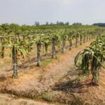 UP News: - UP News: 156 एग्री स्टार्टअप्स से किसानों को मिल रही मदद, खेती में बढ़ रहा लाभ; ग्रामीण रोजगार को मजबूती