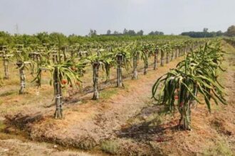 UP News: - UP News: 156 एग्री स्टार्टअप्स से किसानों को मिल रही मदद, खेती में बढ़ रहा लाभ; ग्रामीण रोजगार को मजबूती