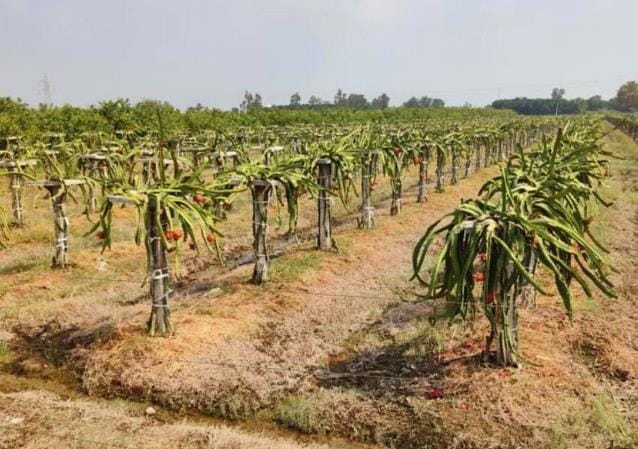 UP News: - UP News: 156 एग्री स्टार्टअप्स से किसानों को मिल रही मदद, खेती में बढ़ रहा लाभ; ग्रामीण रोजगार को मजबूती