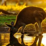 तमिलनाडु - तमिलनाडु सरकार का बड़ा फैसला: वन्यजीव सुरक्षा के लिए बनाया डार्क स्काई पार्क, जानें क्या होंगे इसके फायदे