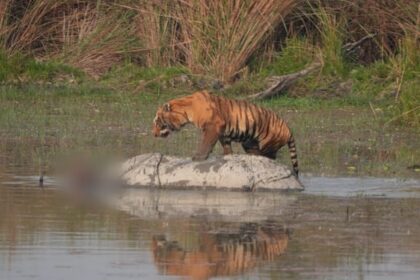 Lakhimpur - Lakhimpur Kheri: दुधवा टाइगर रिजर्व में बाघ के हमले से गैंडा की मौत, काफी देर ऊपर बैठा रहा 'जंगल का राजा'