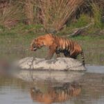 Lakhimpur - Lakhimpur Kheri: दुधवा टाइगर रिजर्व में बाघ के हमले से गैंडा की मौत, काफी देर ऊपर बैठा रहा 'जंगल का राजा'