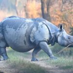 Lakhimpur - Lakhimpur Kheri News: डीएनए जांच के बाद जंगल में आजाद होंगे छह गैंडे