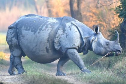 Lakhimpur - Lakhimpur Kheri News: डीएनए जांच के बाद जंगल में आजाद होंगे छह गैंडे