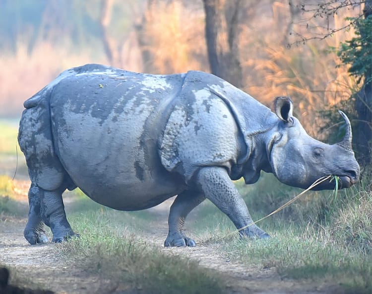Lakhimpur - Lakhimpur Kheri News: डीएनए जांच के बाद जंगल में आजाद होंगे छह गैंडे