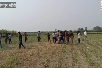 Video: - Video: लखीमपुर खीरी में बाघ ने किसान को मार डाला, खेत में मिला अधखाया शव