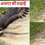 Lakhimpur - Lakhimpur Kheri: दुधवा के जंगल में अजगर को खा गया बाज, लड़ाई देख रोमांचित हुए सैलानी; देखें वीडियो
