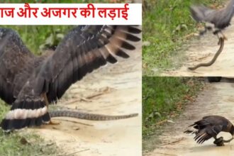 Lakhimpur - Lakhimpur Kheri: दुधवा के जंगल में अजगर को खा गया बाज, लड़ाई देख रोमांचित हुए सैलानी; देखें वीडियो