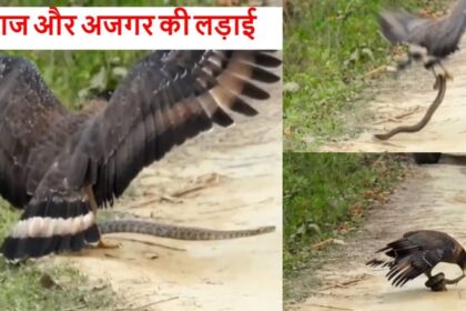 Lakhimpur - Lakhimpur Kheri: दुधवा के जंगल में अजगर को खा गया बाज, लड़ाई देख रोमांचित हुए सैलानी; देखें वीडियो