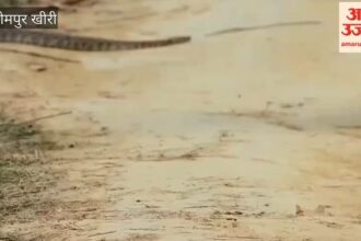 Video: - Video: दुधवा में बाज और अजगर की लड़ाई देख रोमांचित हुए सैलानी