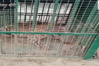 Lakhimpur - Lakhimpur Kheri: धौरहरा इलाके में वन विभाग के पिंजरे में कैद हुआ तेंदुआ, देखें वीडियो