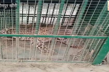 Lakhimpur - Lakhimpur Kheri: धौरहरा इलाके में वन विभाग के पिंजरे में कैद हुआ तेंदुआ, देखें वीडियो