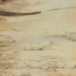 Video: - Video: दुधवा में बाज और अजगर की लड़ाई देख रोमांचित हुए सैलानी